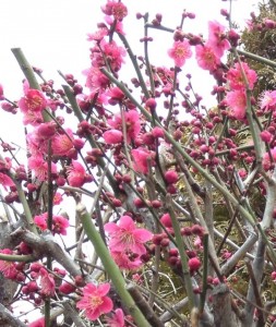 201302263