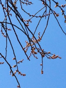 201302264