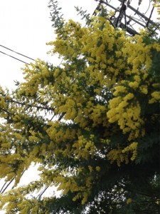 201303264