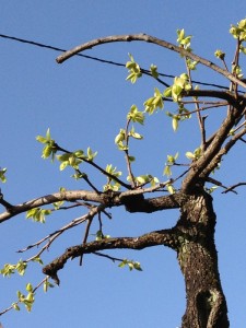 201304091