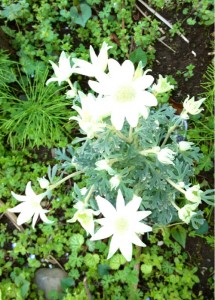 201304093
