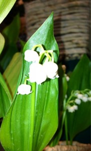 201304094