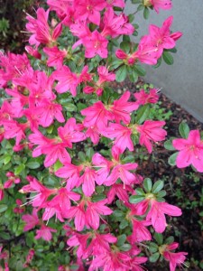 201304104