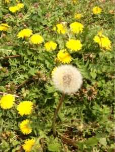 201304173