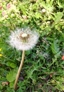 201304174