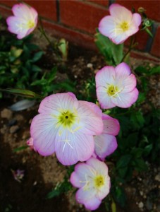 201306043