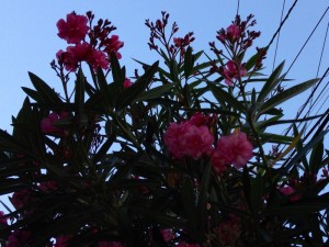 201306111