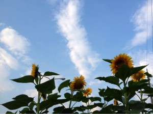 201307164