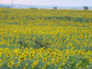 201307213