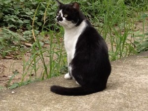 201307244