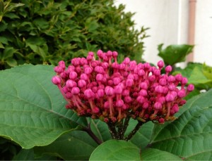 201307246