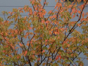 201311054