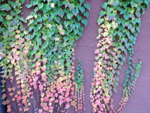 2013111931