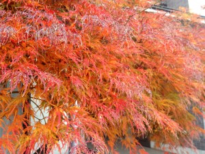 2013120331