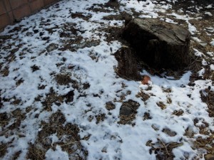wpid-20140206_132601.jpg