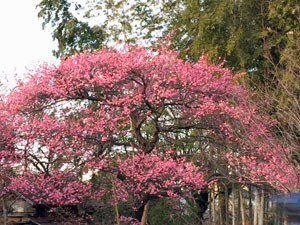 IMG_0310